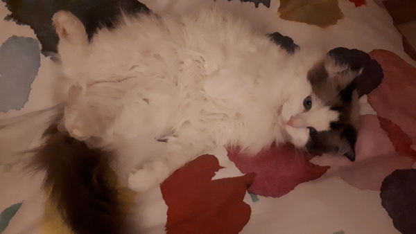 Is anyone else’s cat as neglected as mine?