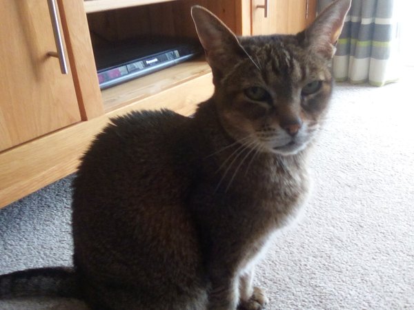Burmese/needy cat appreciation thread *lighthearted*