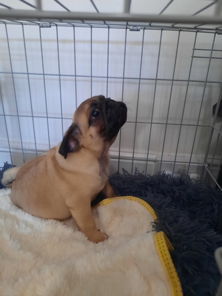 Puppy Survival Thread - December