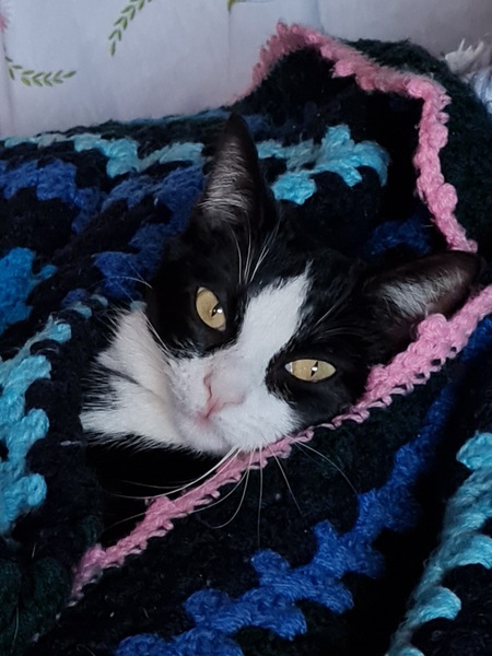 What's your DCat up to today? (Thread 8)