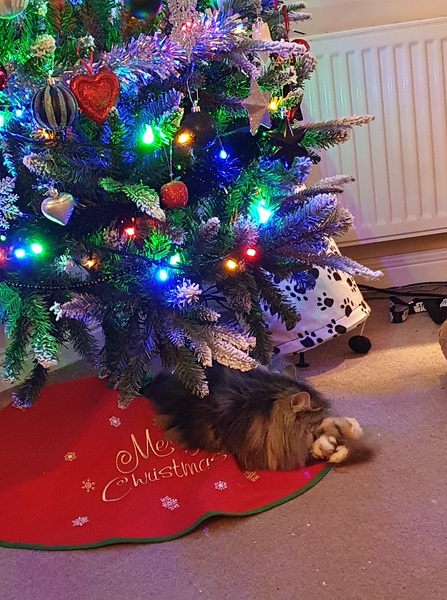 Top tips for Christmas trees with cats