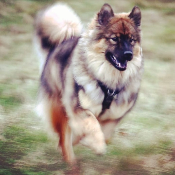 Siberean husky or Labrador????