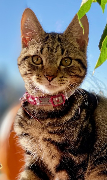 Westministenders: Festive Edition