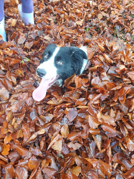 How has ddog made you laugh today?