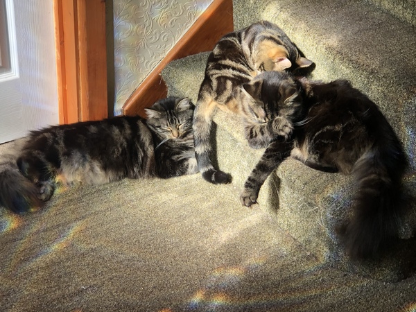 Captain V, Paws, catnip or dreamies?