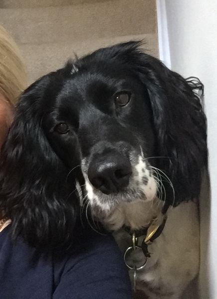 My dog is the best dog
