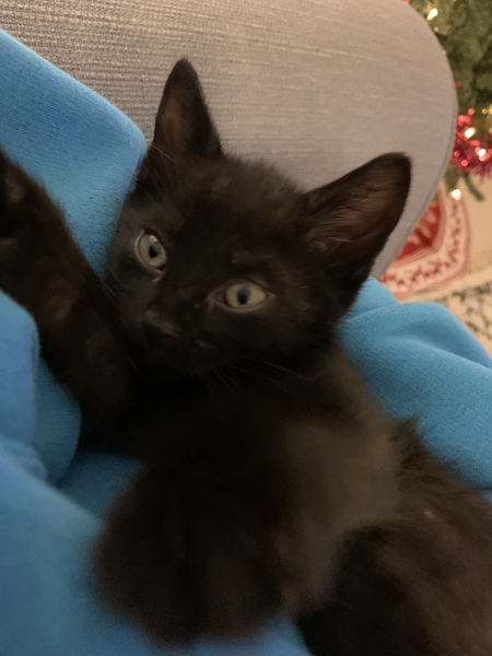 New kitten and older cat hate each other!!!