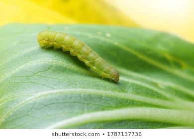 What is this Caterpillar?