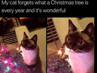 Can we have a meme thread?