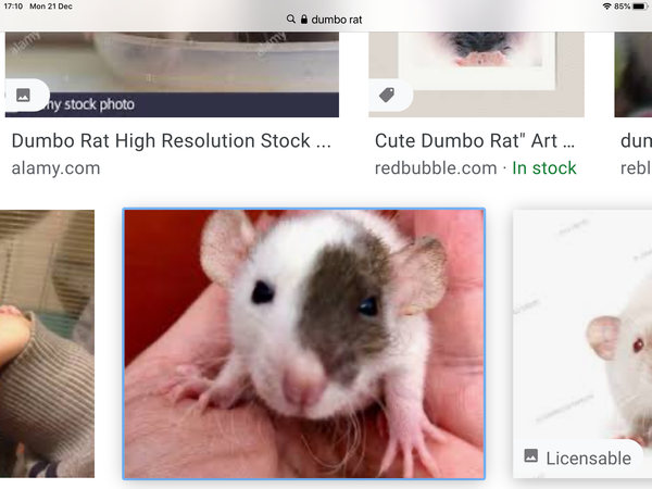 My DD being bullied.  Going to get hamster.  Advice please!