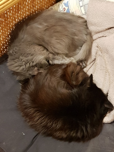 Have you ever seen a cosier cat?