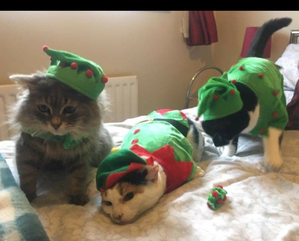 Is anyone else’s cat as neglected as mine?