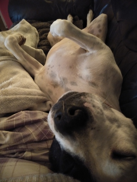 Westministenders: A Turkey for Christmas?