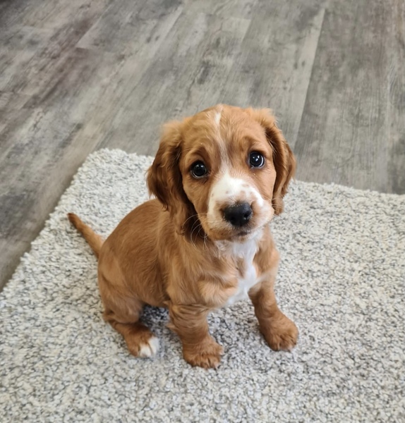 Puppy survival thread October/November!