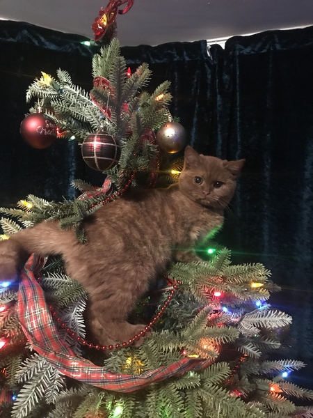 What's your DCat up to today? (Thread 8)