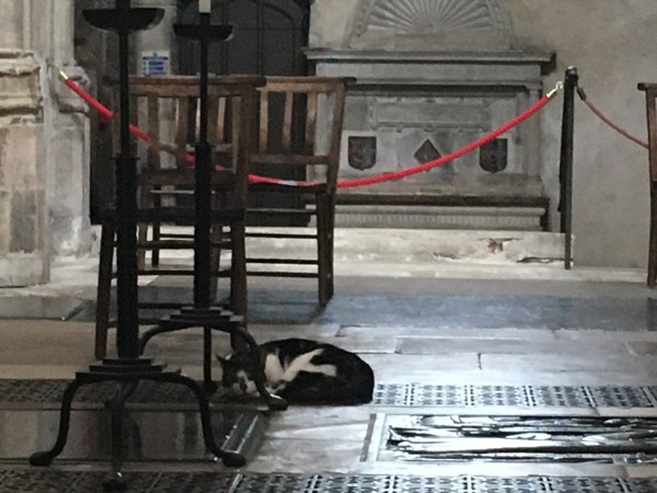 Bastard Cat has been at the raw pigs in blankets