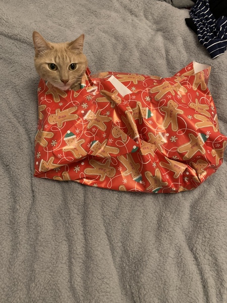 Is anyone else’s cat as neglected as mine?