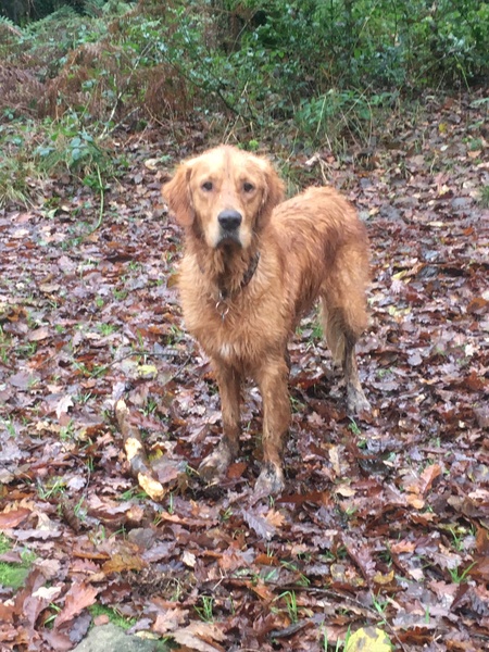 Please help me find a golden retriever puppy!
