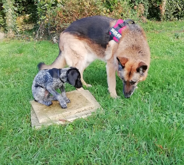 Puppy Survival Thread - December