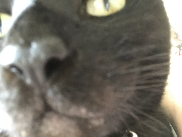 A black cat just crossed my path...