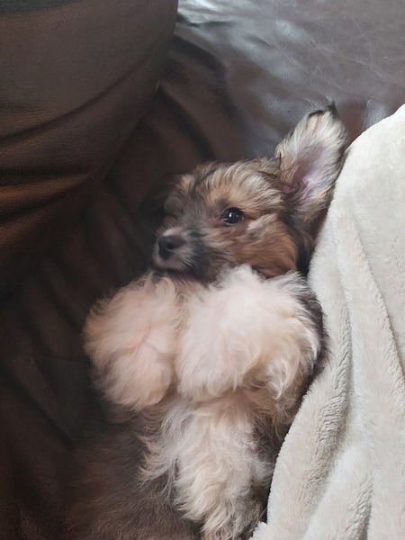 Puppy survival thread October/November!