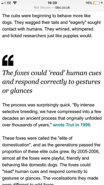 AIBU to ask a stupid question about this fox cub?
