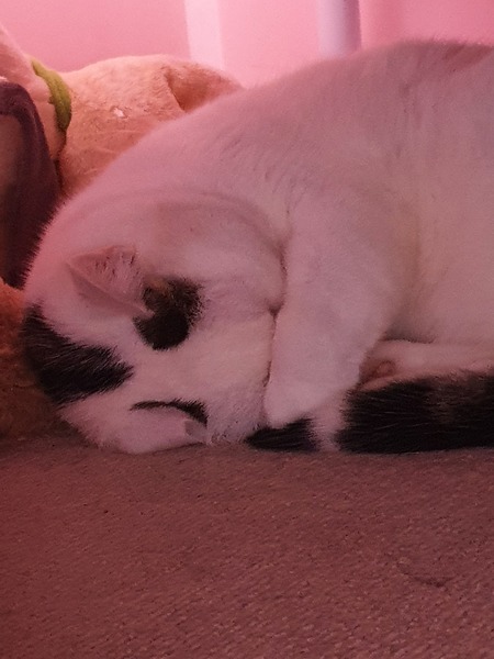 Have you ever seen a cosier cat?