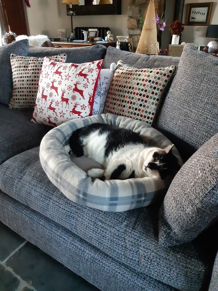 Where did you get your cats from?
