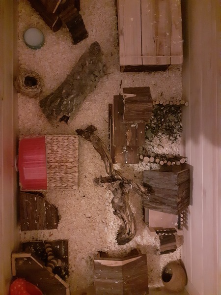 My DD being bullied.  Going to get hamster.  Advice please!