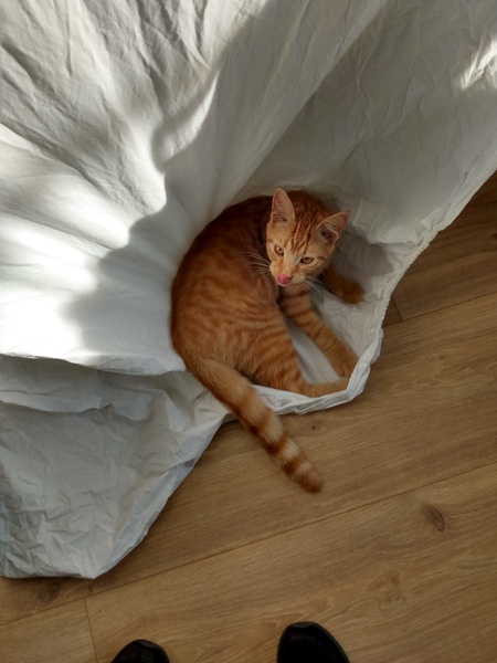 What's your DCat up to today? (Thread 8)