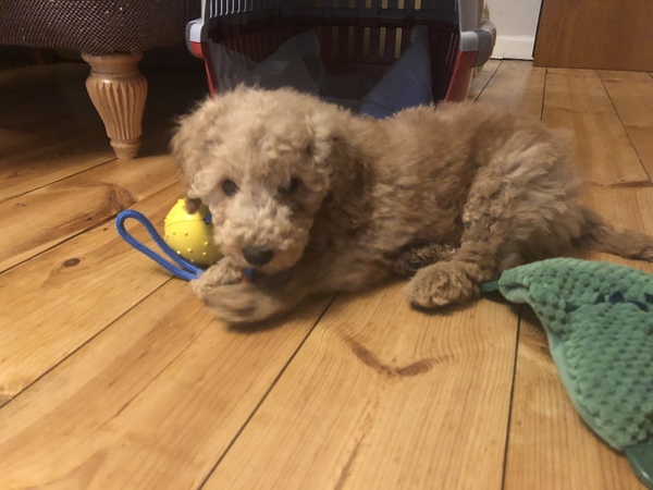 Puppy Survival Thread - December