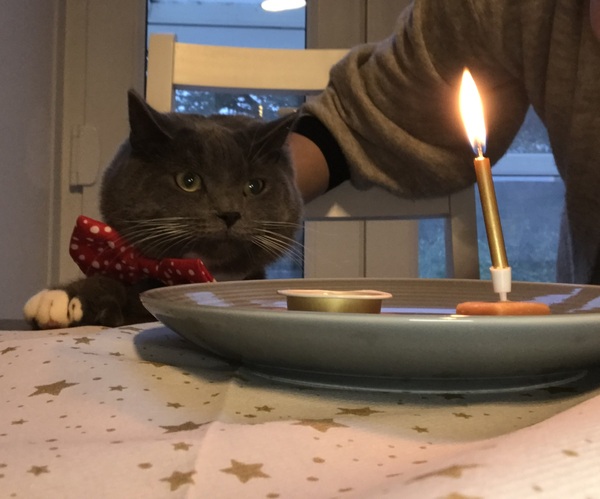 Is anyone else’s cat as neglected as mine?