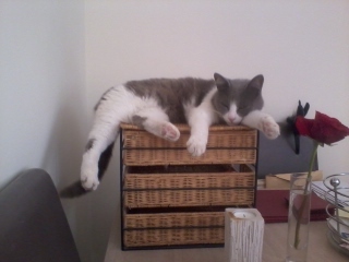 Is anyone else’s cat as neglected as mine?