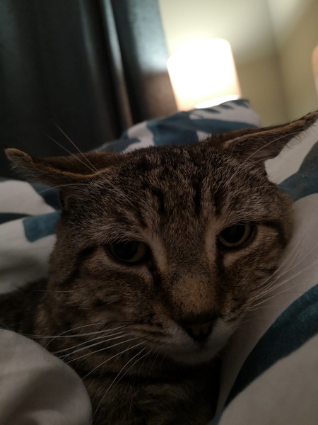 Is anyone else’s cat as neglected as mine?