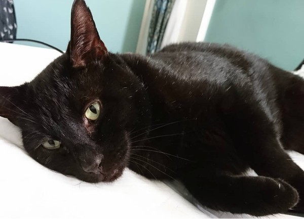 A black cat just crossed my path...