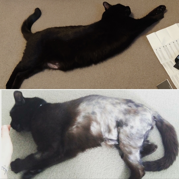 How it started vs How it's going - the kitten to cat version