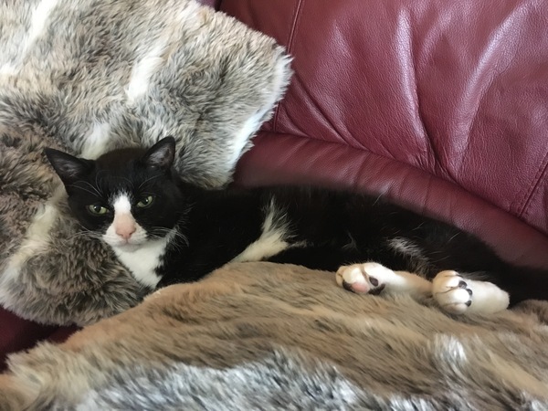 Dog on sofa - yes or no vote