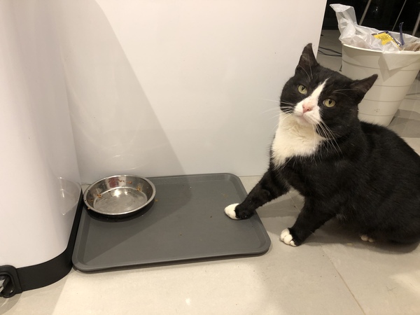 What to do with poor battered stray cat friend