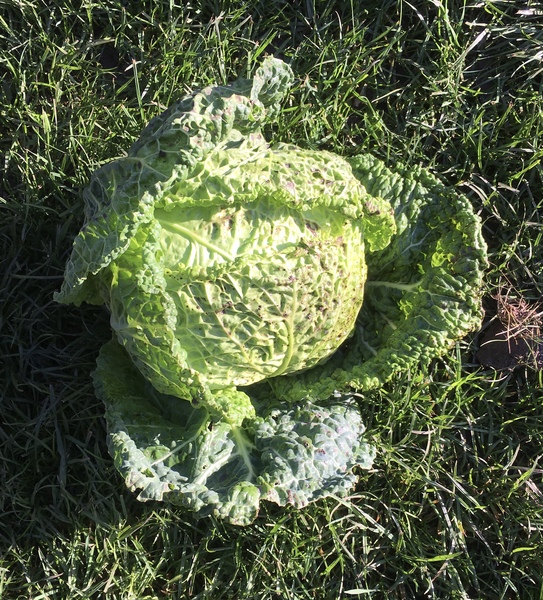 Allotment/Veg Patch Thread 16  Weather weirdness prevails !