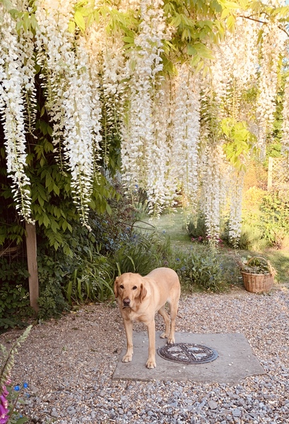 Can anyone recommend a dog breed?