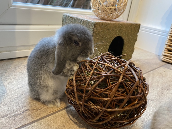 Rabbit accident - I feel awful