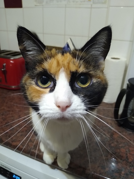 Is anyone else’s cat as neglected as mine?
