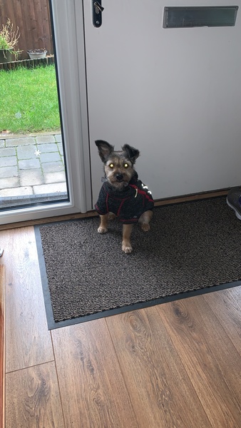 If you bought your dog as a puppy how much did you pay?