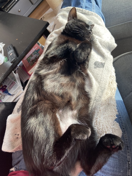 What's your DCat up to today? (Thread 8)
