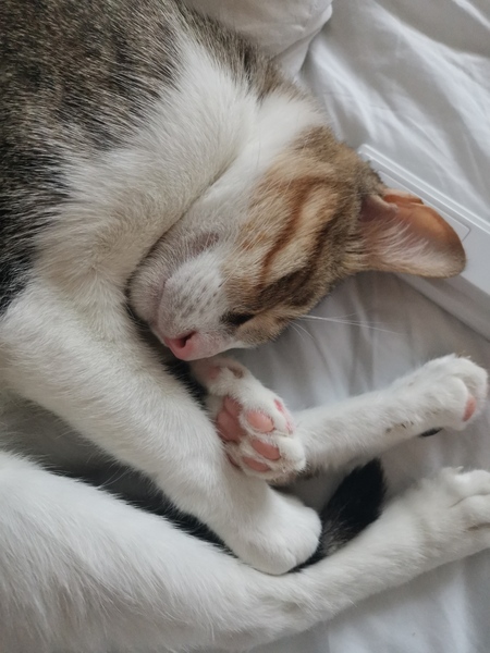 Help rescue cat help needed!