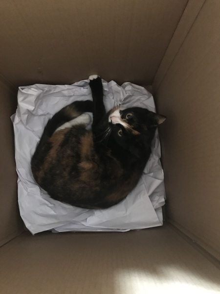 Is anyone else’s cat as neglected as mine?