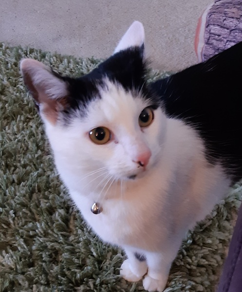 Is anyone else’s cat as neglected as mine?