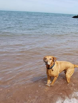 Labrador owners/experts - a question for you ?