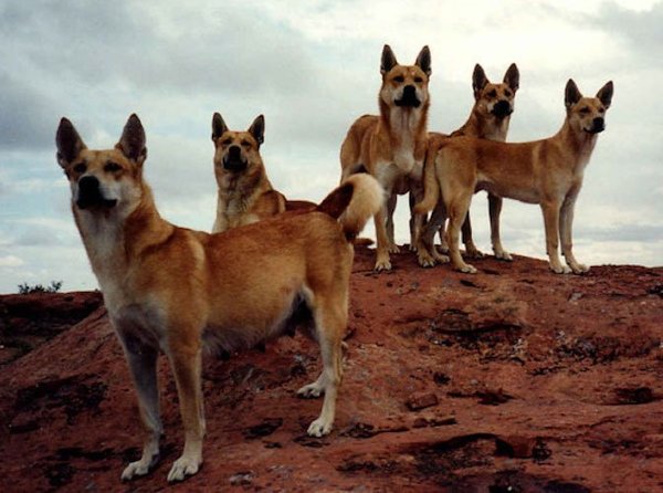 To expect dog walkers to keep their giant dogs on leash around other peiple