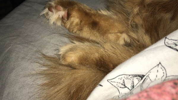 Captain V, Paws, catnip or dreamies?
